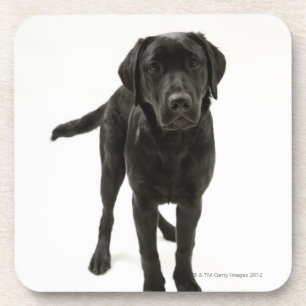 Schwarzes labrador retriever untersetzer