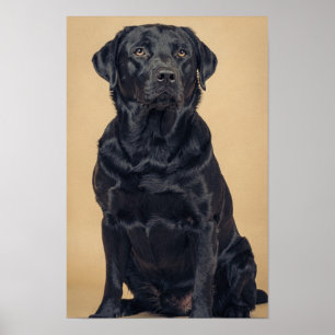 Schwarzes Labrador Retriever Warmes Neutrales Port Poster