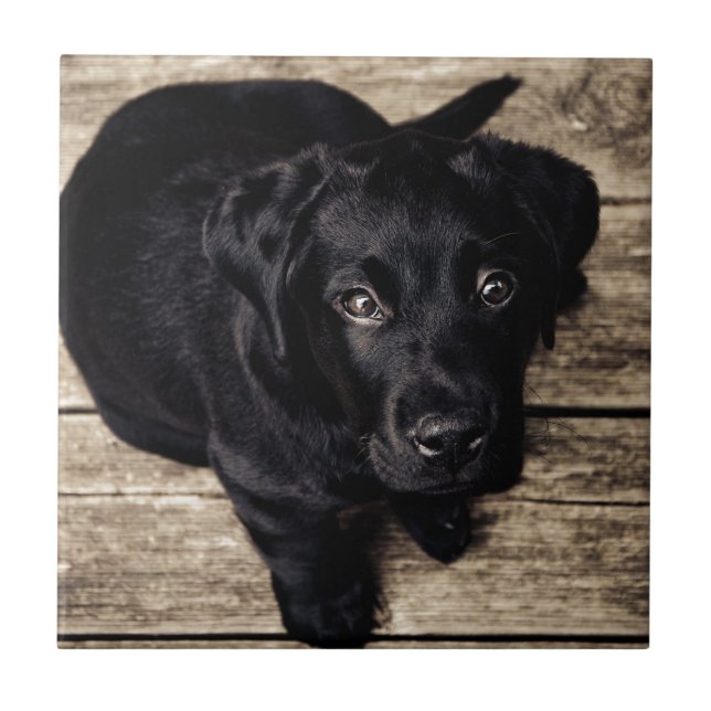 Schwarzes Labrador Retriever Welpe auf Holz Fliese (Vorderseite)
