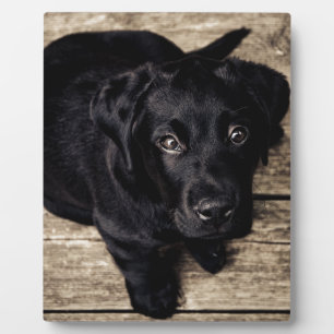 Schwarzes Labrador Retriever Welpe auf Holz Fotoplatte
