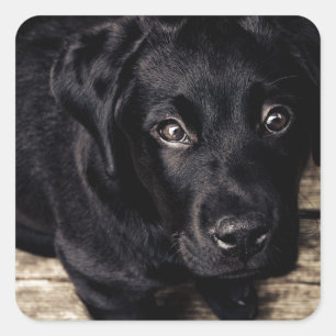 Schwarzes Labrador Retriever Welpe auf Holz Quadratischer Aufkleber