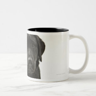 Schwarzes labrador retriever zweifarbige tasse