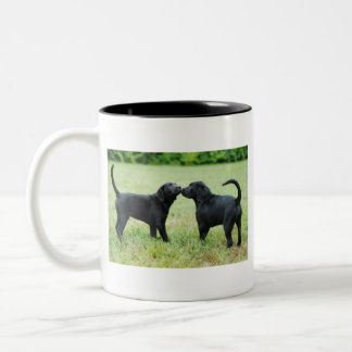 Schwarzes Labrador retriever Zweifarbige Tasse