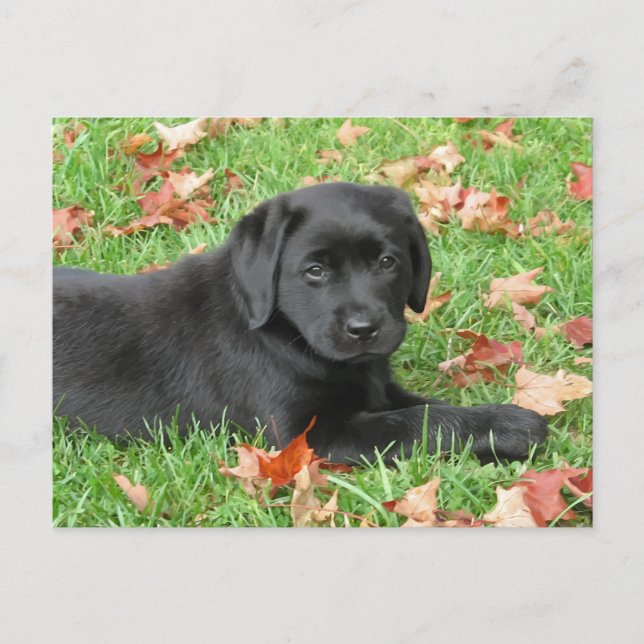 Schwarzes Labrador Welpenherbst - Niedliches Hunde Postkarte (Vorderseite)