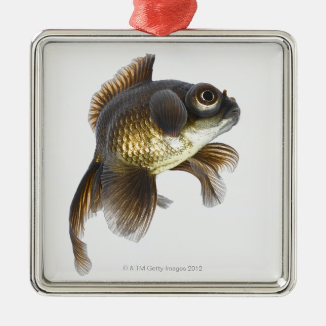 Schwarzes machen Goldfisch (Carassius auratus) 2 Silbernes Ornament (Vorne)