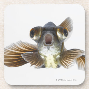 Schwarzes machen Goldfisch fest (Carassius Untersetzer