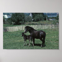 Schwarzes Mare und Fohlen