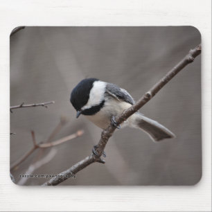 Schwarzes mit einer Kappe bedeckter Chickadee Mousepad