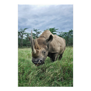 Schwarzes Nashorn, Diceros bicornis, Kenia Fotodruck
