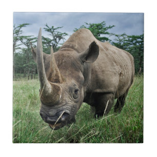 Schwarzes Nashorn Kenia Fliese