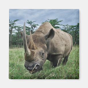 Schwarzes Nashorn Kenia Magnet