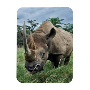 Schwarzes Nashorn Kenia Magnet
