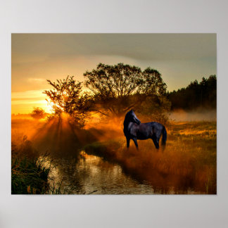 Schwarzes Pferd bei Sonnenaufgang oder Sonnenunter Poster