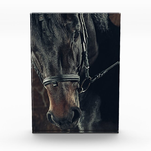 Schwarzes Pferd Fotoblock (Vorderseite)