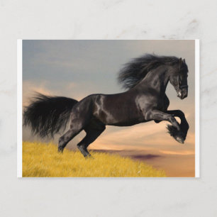 schwarzes Pferd in der Wüste Postkarte