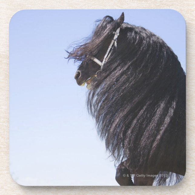 schwarzes Pferd mit der langen Mähne Getränkeuntersetzer (Vorderseite)