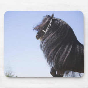 schwarzes Pferd mit der langen Mähne Mousepad