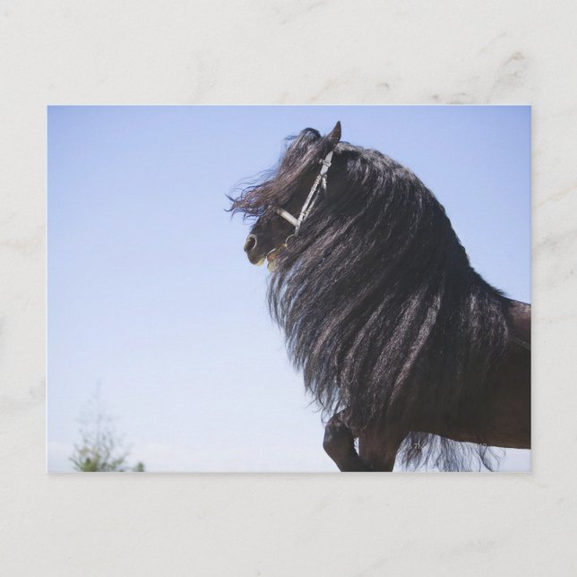 schwarzes Pferd mit langer Mähne Postkarte (Vorderseite)