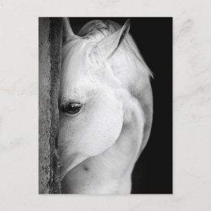 Schwarzes Pferd Postkarte