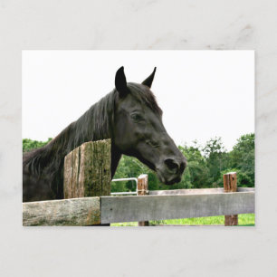 Schwarzes Pferd Postkarte
