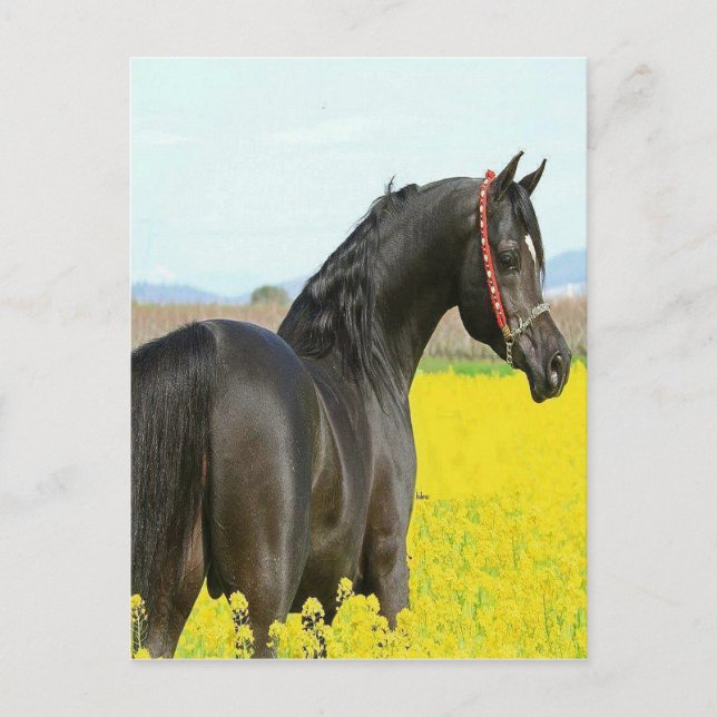 Schwarzes Pferd Postkarte (Vorderseite)