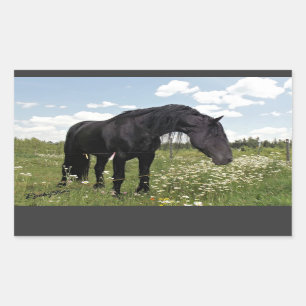 Schwarzes Pferd Rechteckiger Aufkleber