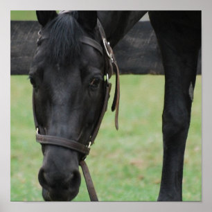 Schwarzes Pferdeplakat Poster