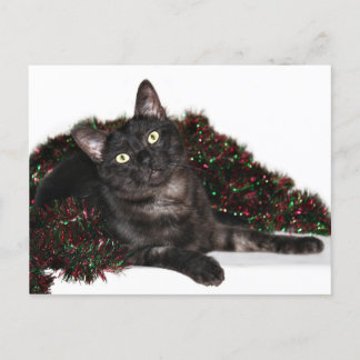 Schwarzes Rauchkatze Weihnachten