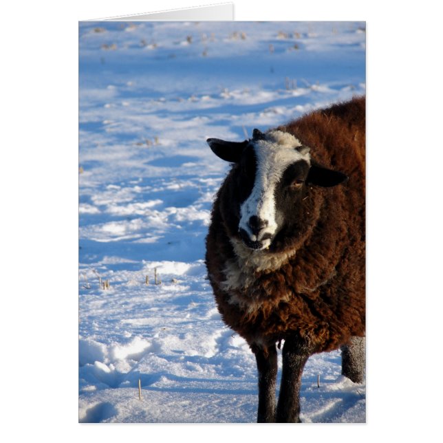 Schwarzes Schaf im Winter (Vorne)