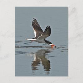 Schwarzes Skimmer-Foto Postkarte