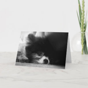 Schwarzes Spitz Portrait Karte