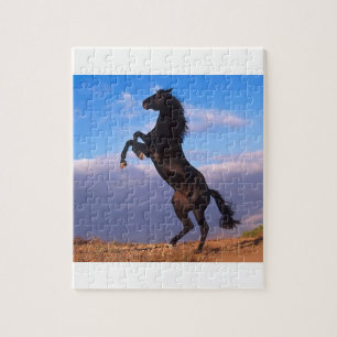 Schwarzes Stallions-Pferd