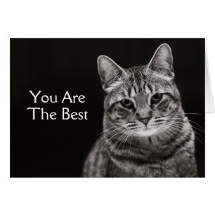 Schwarzes Tabby-Kätzchen