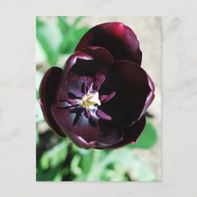 Schwarzes Tulpenmakro Postkarte (Vorderseite)