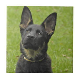 Schwarzes u. Welpe TANs GSD Fliese