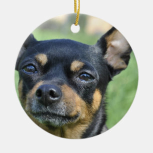 Schwarzes und Brown-Chihuahua-Verzierung Keramikornament