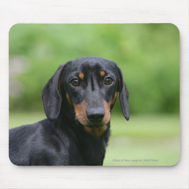 Schwarzes und Dackel 1 TANs Miniture Mousepad (Vorne)