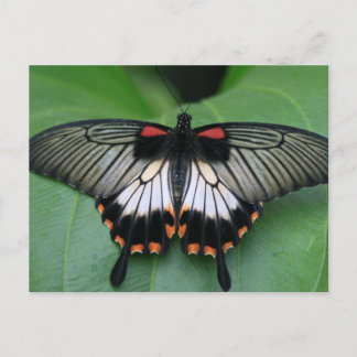 Schwarzes und rosa Frack Schmetterling Postkarte