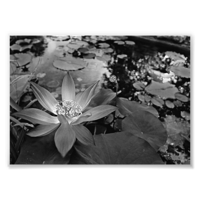 Schwarzes und weißes Wasser Lilly Fotodruck (Vorne)