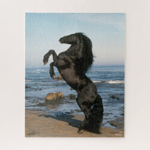 Schwarzfrieshengst am Strand
