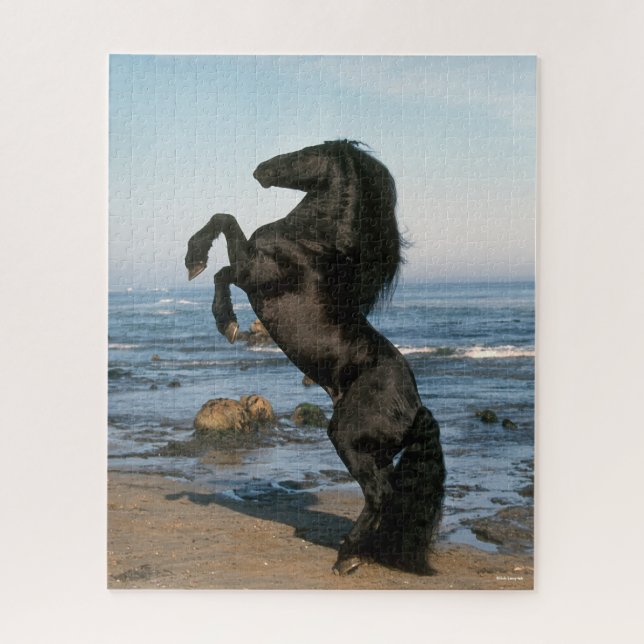 Schwarzfrieshengst am Strand (Vertikal)