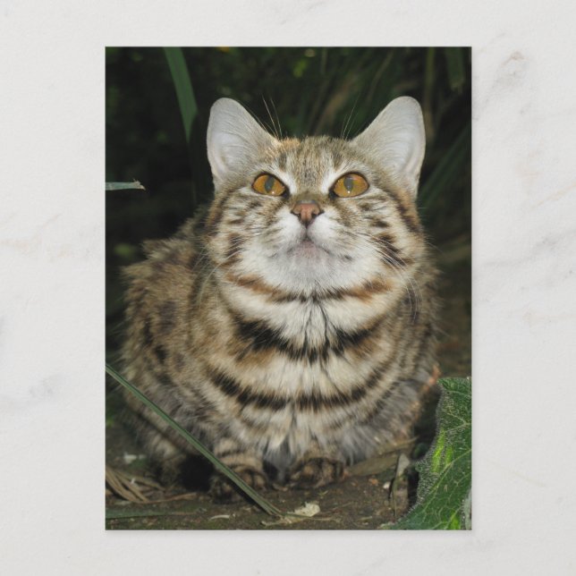 Schwarzfußkatze Postkarte (Vorderseite)