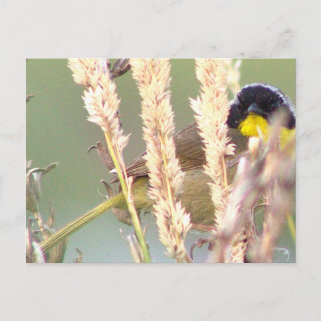 Schwarzgelbe Vogelbrille - Foto Postkarte (Vorderseite)