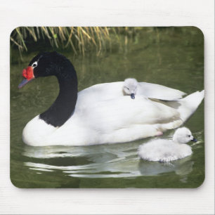 Schwarzhals-Schwan erwachsen und Küken im Wasser. Mousepad