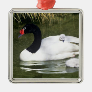 Schwarzhals-Schwan erwachsen und Küken im Wasser. Ornament Aus Metall