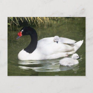 Schwarzhals-Schwan erwachsen und Küken im Wasser. Postkarte