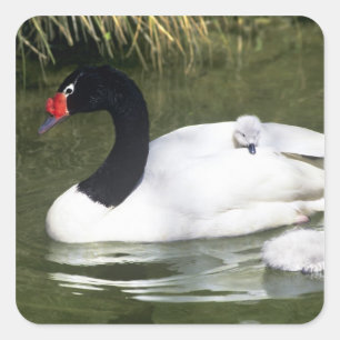 Schwarzhals-Schwan erwachsen und Küken im Wasser. Quadratischer Aufkleber