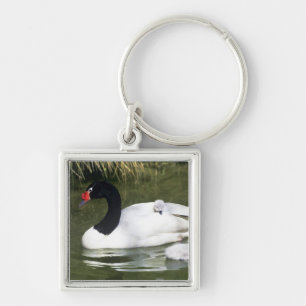 Schwarzhals-Schwan erwachsen und Küken im Wasser. Schlüsselanhänger