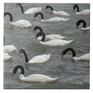 Schwarzhals-Schwäne (Cygnus melancoryphus) Fliese