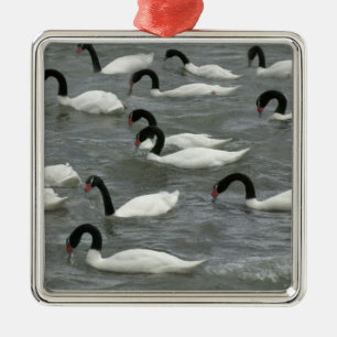 Schwarzhals-Schwäne (Cygnus melancoryphus) Ornament Aus Metall